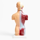 Анатомическая модель «Макет торса человека», 42 см - Фото 11