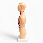 Анатомическая модель «Макет торса человека», 42 см - Фото 12