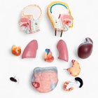 Анатомическая модель «Макет торса человека», 42 см - Фото 13