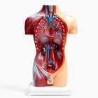 Анатомическая модель «Макет торса человека», 42 см - Фото 14