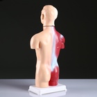 Анатомическая модель «Макет торса человека», 42 см - Фото 4