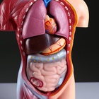 Анатомическая модель «Макет торса человека», 42 см - Фото 5