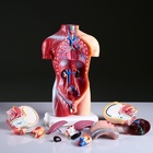 Анатомическая модель «Макет торса человека», 42 см - Фото 7