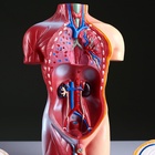 Анатомическая модель «Макет торса человека», 42 см - Фото 8