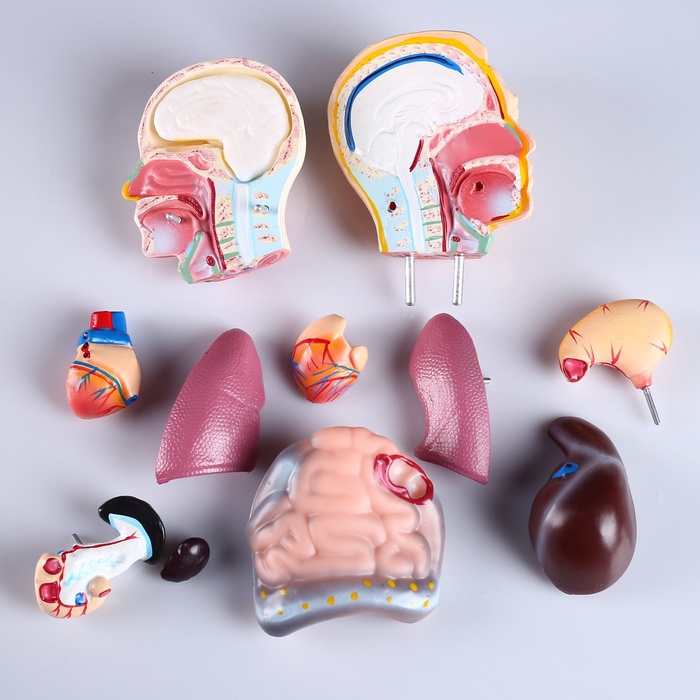 Анатомическая модель «Макет торса человека», 42 см - Фото 1