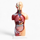 Анатомическая модель «Макет торса человека», 42 см - Фото 9
