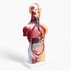 Анатомическая модель «Макет торса человека», 42 см - Фото 10