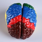 Макет "Мозг человека" 16*15см - Фото 4