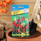 Семена цветов Канна индийская «Большие цветы», 3 шт. - Фото 3