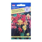 Семена цветов Канна индийская «Большие цветы», 3 шт. - Фото 5