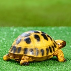 Садовая фигура из полистоуна «Черепашка», 8×18×11 см - Фото 6