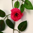 Лиана "Роза чайная" 1,9 м (цена за 1 шт, в упаковке 2 шт) микс - Фото 3