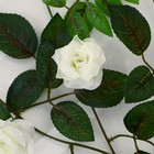 Лиана "Роза чайная" 1,9 м (цена за 1 шт, в упаковке 2 шт) микс - Фото 4
