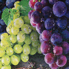 Доска разделочная "Сочный виноград" 27х18 см - Фото 7