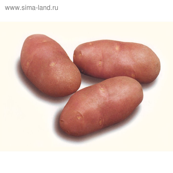 Семенной картофель "Ред Скарлетт", 2 кг +/- 10%, Элита - Фото 1