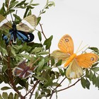 Бабочка для декора и флористики, на прищепке, пластиковая, микс, 1 шт., 4 см и 8 см - Фото 2