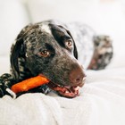 Игрушка Petstages Mesquite Dogwood для собак, маленькая, с ароматом барбекю 16 см - Фото 3