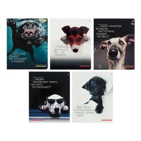 Тетрадь 48 листов в клетку "Прикольные собаки", обложка мелованный картон, УФ-лак, МИКС