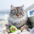 Игрушка Petstages Dental "Авокадо" для кошек, с кошачьей мятой, 15 см - Фото 3