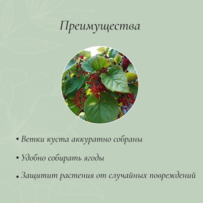 Кустодержатель, d=80 см, h=60 см, ножка d=1 см, металл, набор 2 шт., зелёный