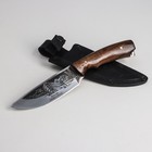 Нож «Терек», рукоять-орех, сталь 65х13 - Фото 1