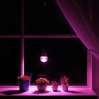 Светильник для растений 15 Вт, 12 мкмоль/с, провод 1,7 метра с выключателем, липучка на окно - фото 321272374