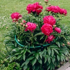 Кустодержатель, d = 50 см, h = 80 см, ножка d = 2 см, пластик, МИКС - Фото 4