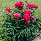 Кустодержатель, d = 50 см, h = 55 см, ножка d = 2 см, пластик, МИКС - Фото 4