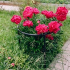 Кустодержатель, d=80 см, h=50 см, ножка d=2 см, пластик, чёрный, «Смородина +» - Фото 4