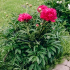 Кустодержатель, d = 38 см, h = 40 см, ножка d = 2 см, пластик, МИКС - Фото 4