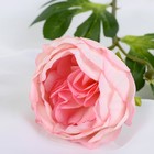 Цветы искусственные "Пышный пион" 7х47 см, розовый - Фото 2