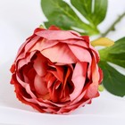 Цветы искусственные "Пышный пион" 7х47 см, пепельно-розовый - Фото 2