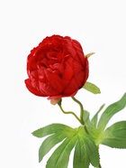 Цветы искусственные «Пышный пион», 7×47 см, бордовые - Фото 5