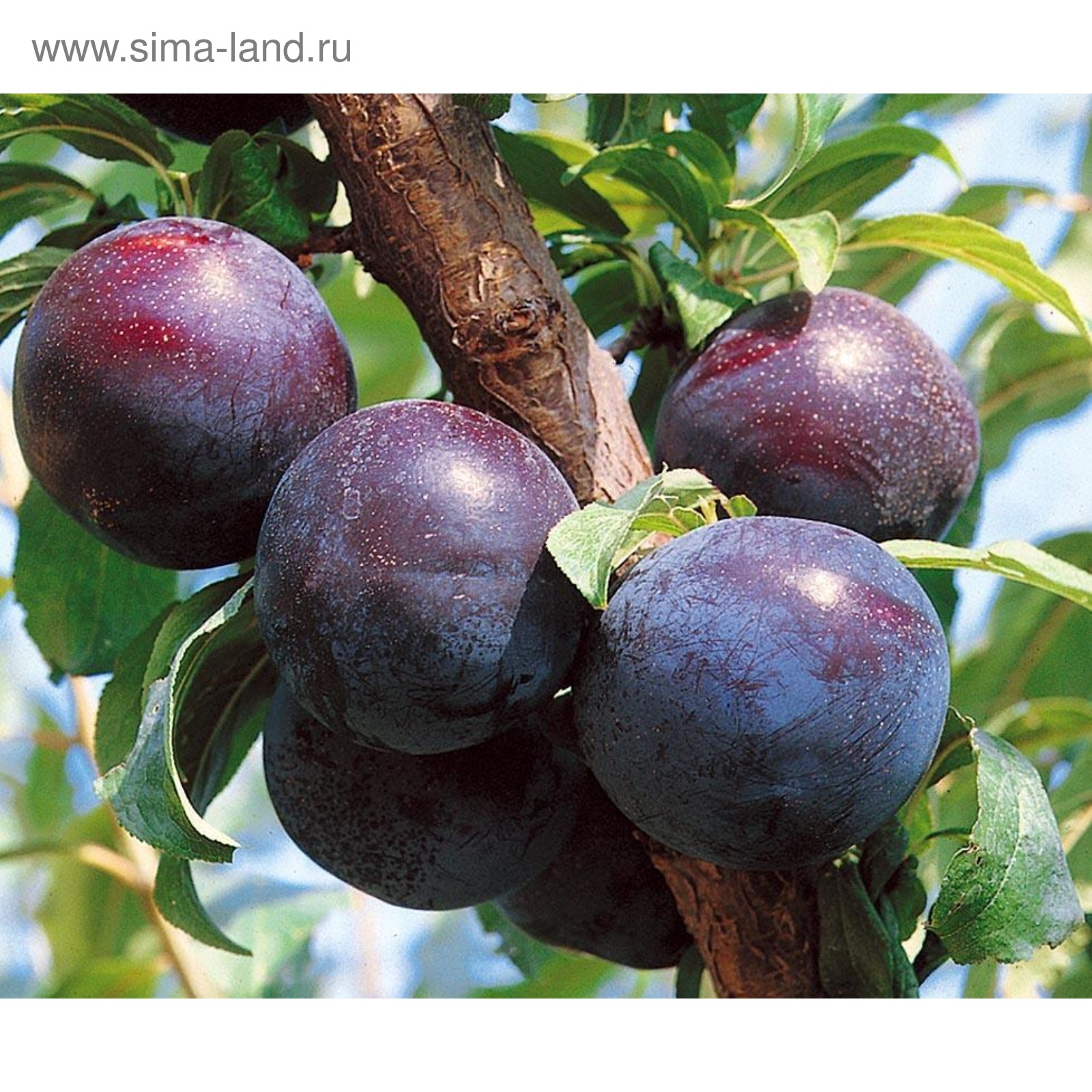 Саженец Слива "Горная желтая", 1 шт, ЗКС, Мешок, 2л (7006671) - Купить по цене о