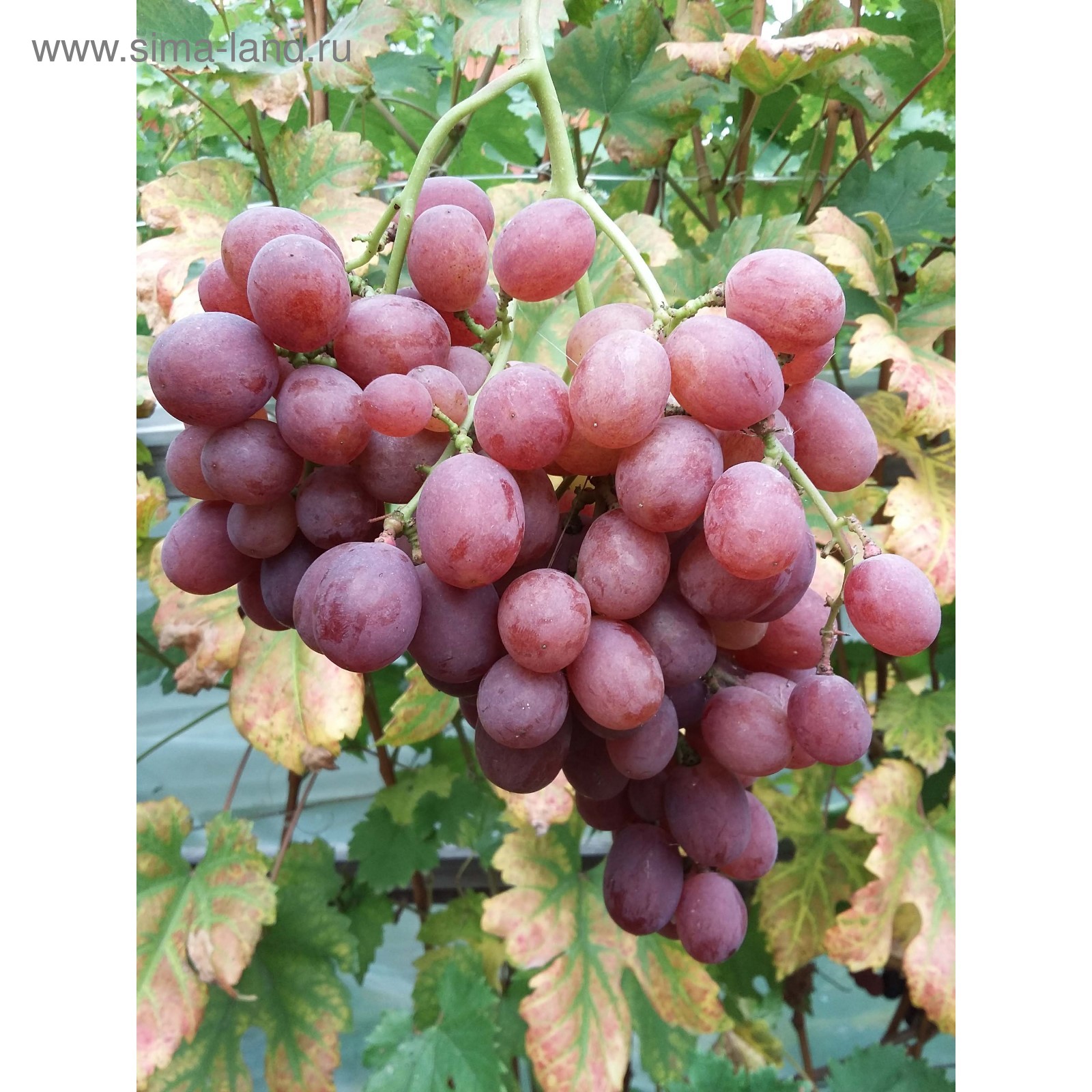 Гурман ранний описание сорта фото отзывы Гурман ранний описание сорта фото отзывы