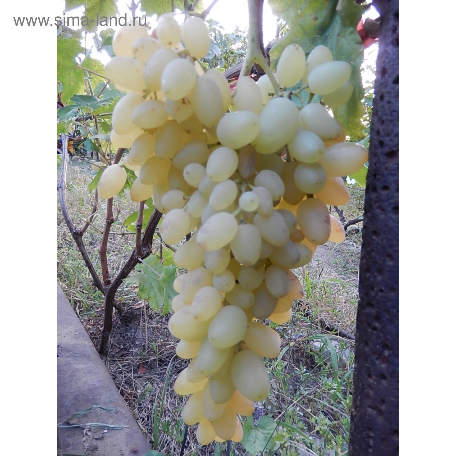 Виноград долгожданный фото описание Виноград долгожданный фото описание