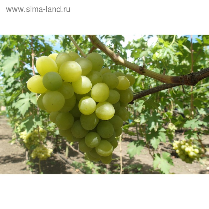 Виноград Валек саженцы купить в Москве и Подмосковье в питомнике