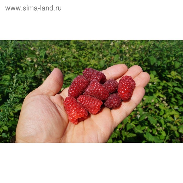 Саженец Малина (ОКС) Карамелька 1 шт. Весна 2026 - Фото 1