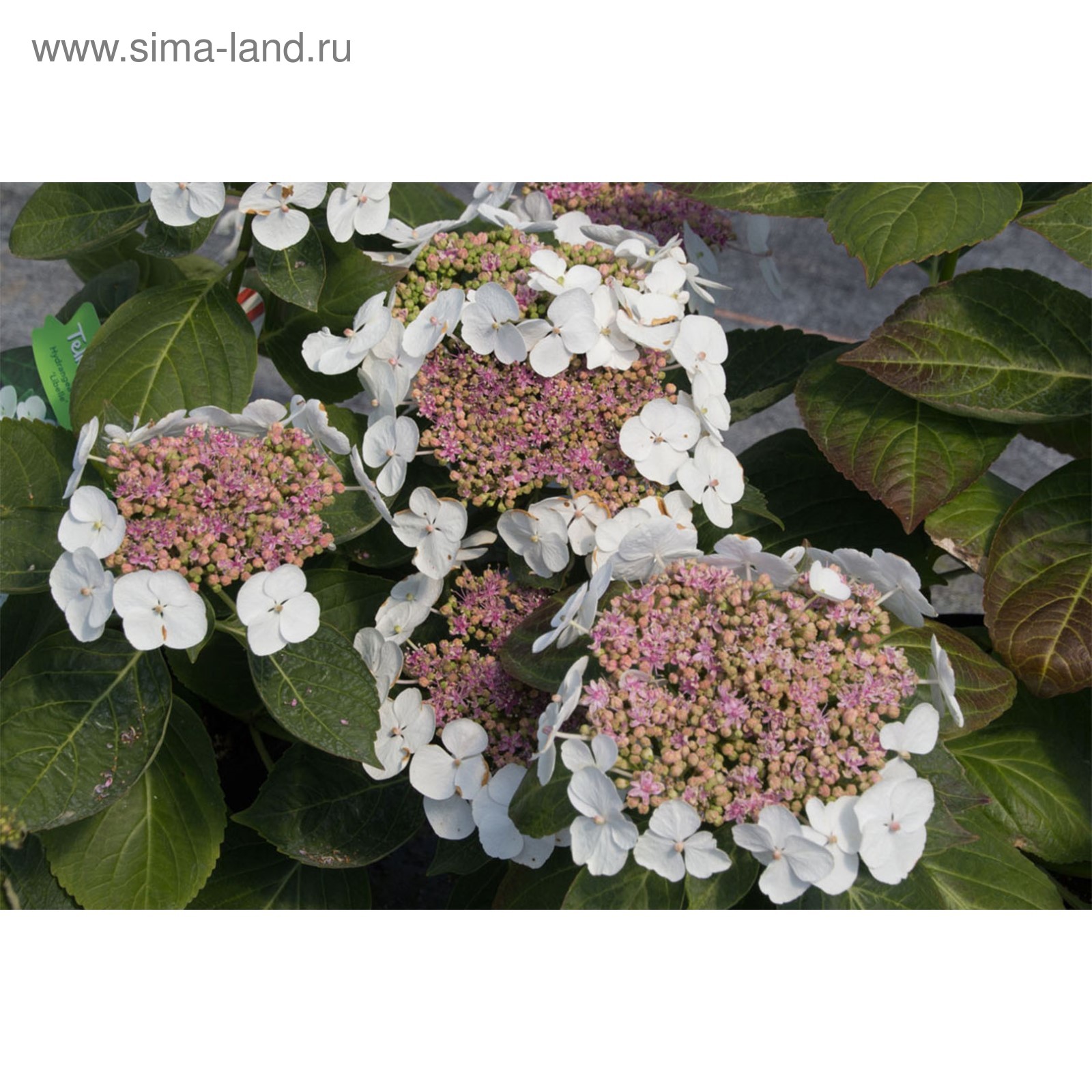 Гортензия метельчатая либелле описание и фото Гортензия метельчатая либелле описание и фото