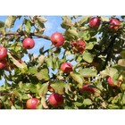 Саженец Яблоня штамбовая (на семенном подвое) ОКС Розочка, 1 шт, Осень 2025 4882804