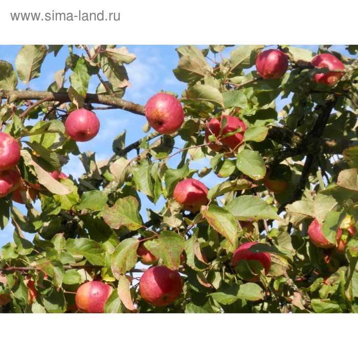 Саженец Яблоня штамбовая (на семенном подвое) ОКС Розочка, 1 шт, Осень 2025 - Фото 1