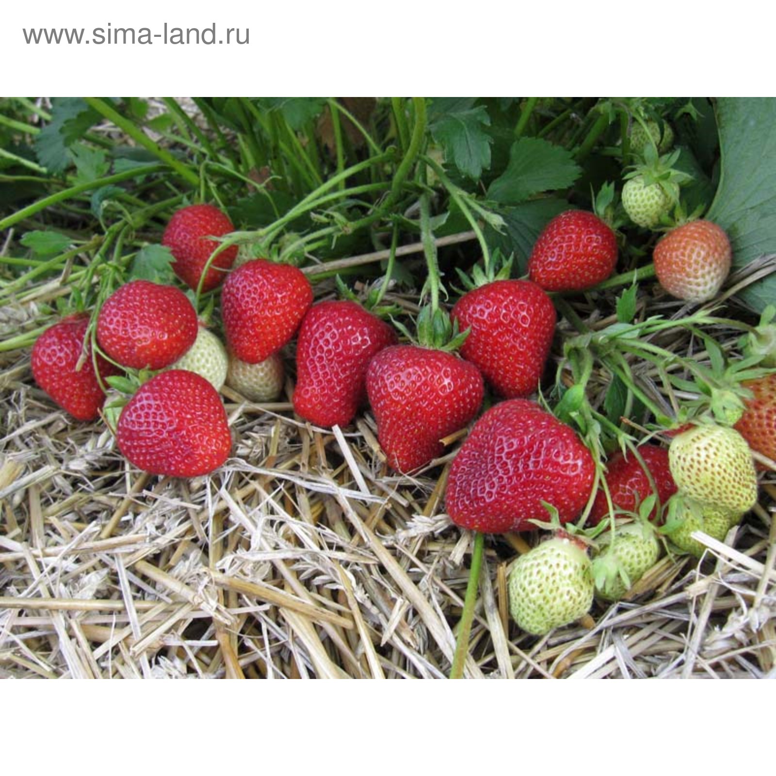 Азия описание сорта фото Азия описание сорта фото