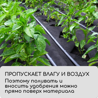 Материал мульчирующий, 5×3.2 м, плотность 60 г/м², спанбонд с УФ-стабилизатором, чёрный, Greengo, Эконом 30%
