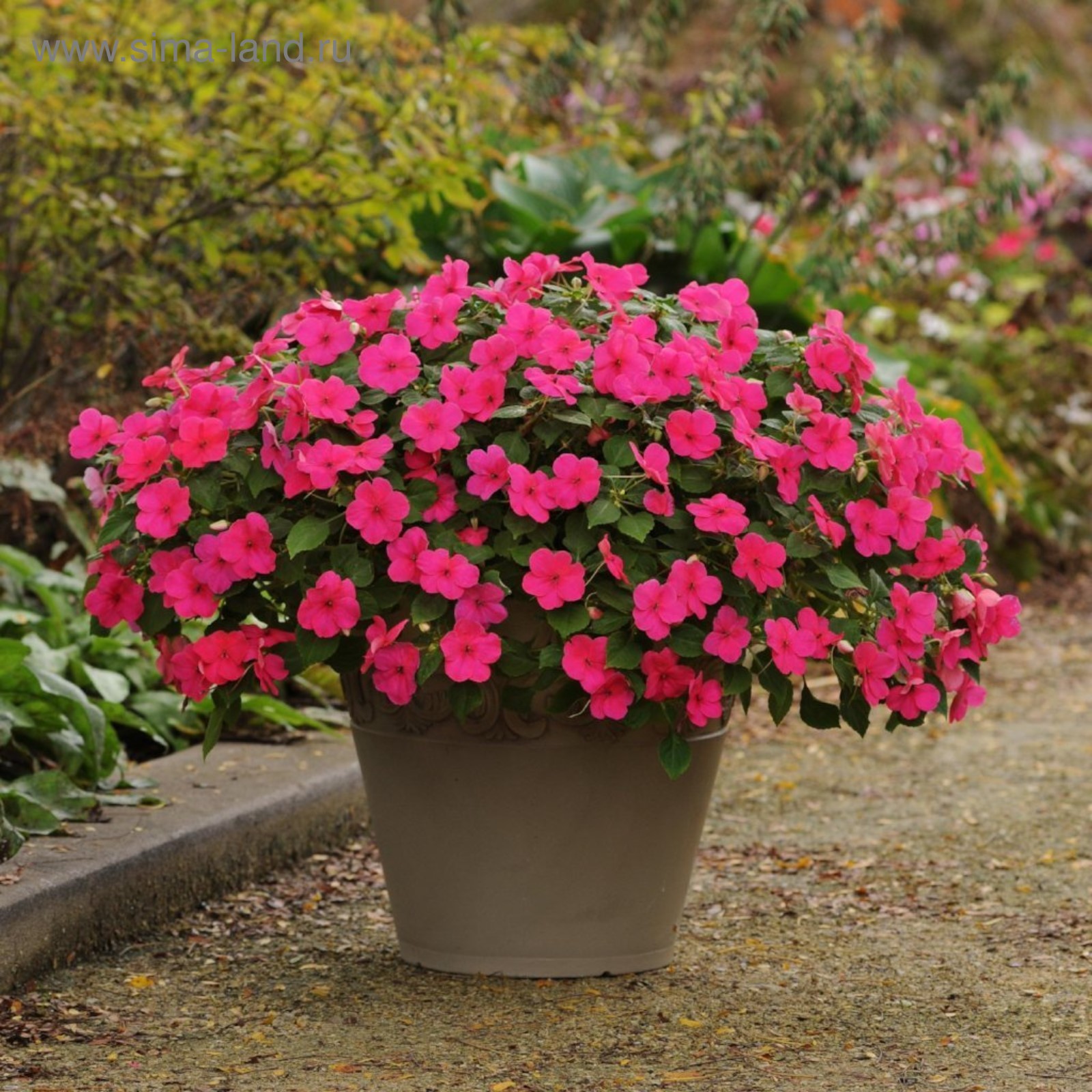 Бальзамин махровый микс h20 см кассета 4 шт. - купить с доставкой в Екатеринбург