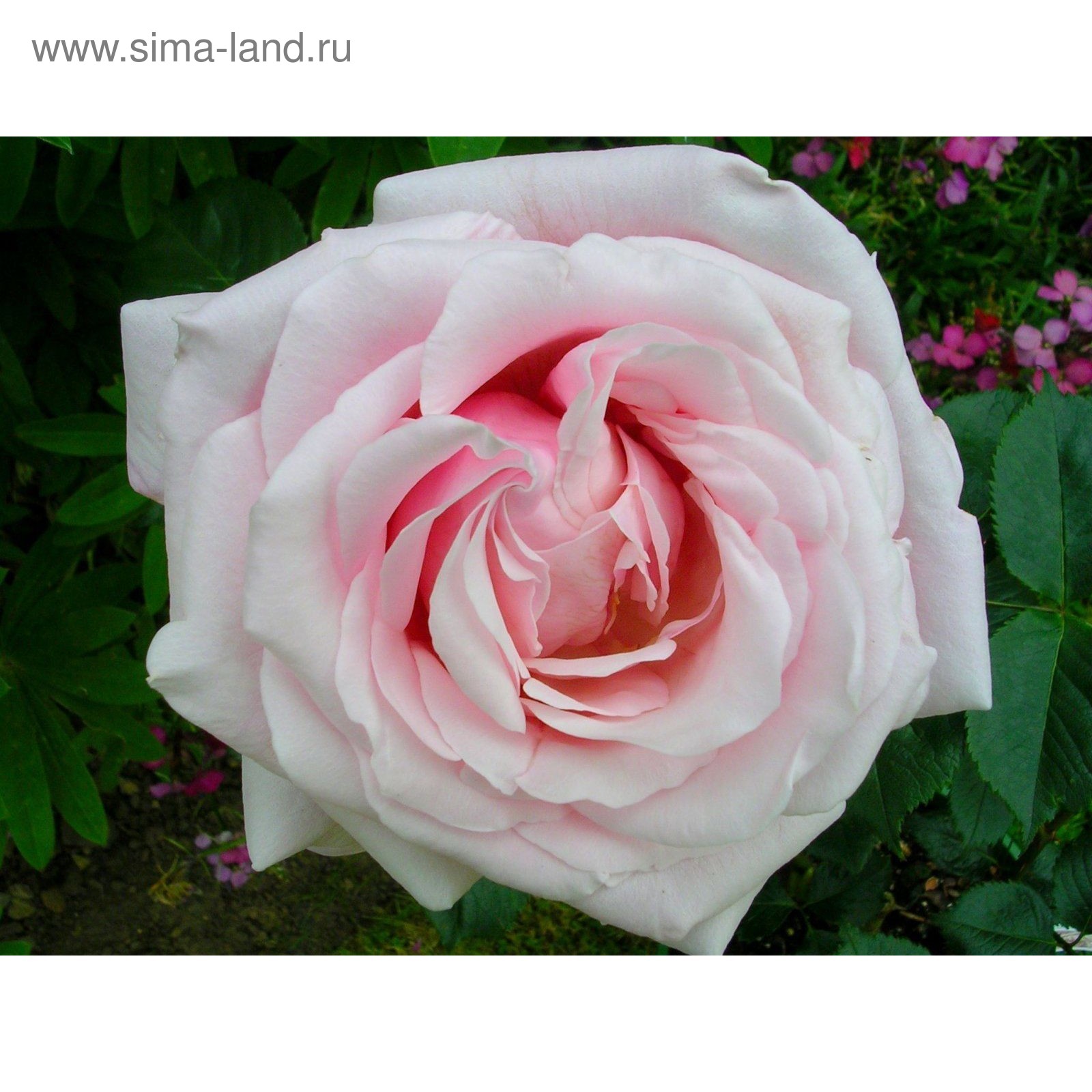 Роза чайно-гибридная "Анна Мария" ОКС (открытый корень) 5 шт (4882827) - Купить