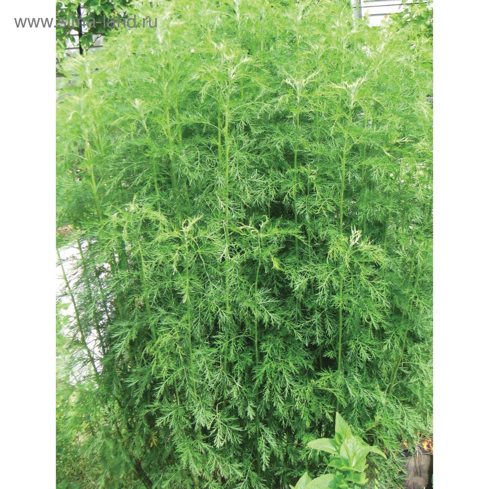 Божье дерево фото и описание кустарника Божье дерево фото и описание кустарника