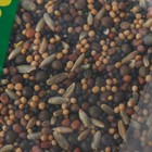 Смесь сидератов после уборки моркови и свеклы «Зеленый уголок», 0.5 кг - Фото 2