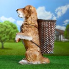 Садовая фигура "Собака с корзиной и костью в зубах" 60х44см - Фото 2