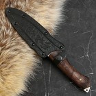 Нож кавказский, туристический "Беркут" с ножнами, сталь - 40х13, рукоять - орех, 14.5 см - Фото 4