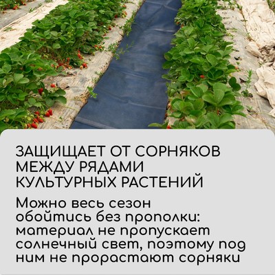 Полоса защитная для междурядий, 5×0.3, плотность 80 г/м², спанбонд с УФ-стабилизатором, чёрная, Greengo, Эконом 30%